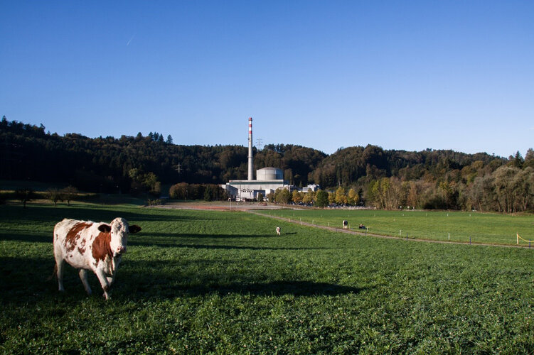 Das Schweizer Kernkraftwerk Mühleberg, davor eine Wiese mit Kuh
