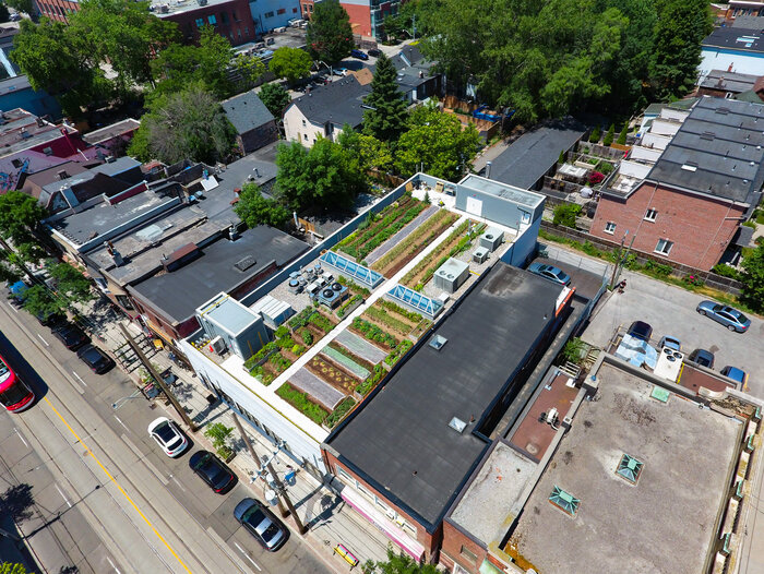 Das Urban Farming Dach der Avling Kitchen and Brewery in Toronto ist ein großartiges Vorbild, das die umliegenden tristen Dachwüsten auch zur Begrünung animieren könnte.