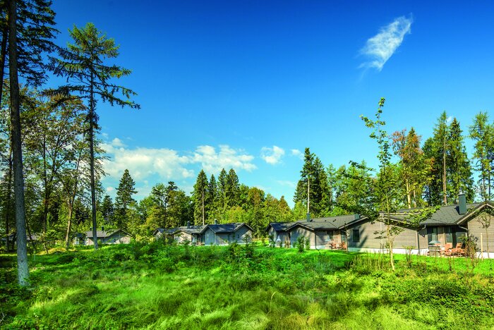 Ferienpark Leuchtkirch: Holzferienhäuser im lichten Kiefernwald unter blauem Himmel