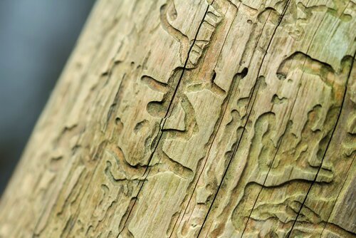 Besser als sein Ruf: Käferholz steht „normalem“ Holz in seiner Qualität in nichts nach.