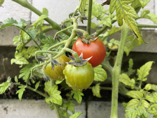 Tomatenpflanze, drei Tomatenpflanze - eine davon rot