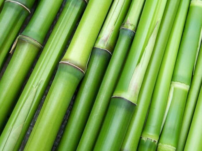 Bambusstangen nebeneinander liegend