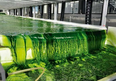 Algen: Können die grünen Wassergewächse der Bio- Rohstoff der Zukunft sein?