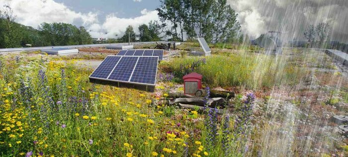Foto-Montage: Gründach mit Solar-Panel, Trockenheitsliebende Pflanzungen, Insekten-Hölzer, Regen