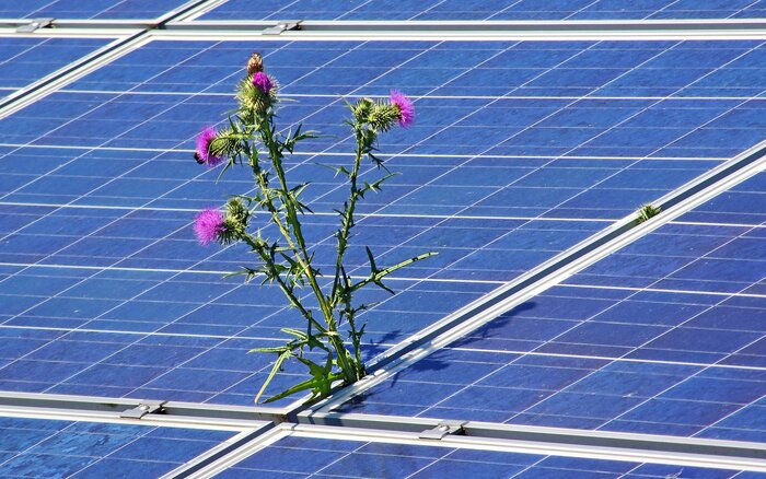Photovoltaik-Panele auf einem Dach mit Distelpflanze dazwischen