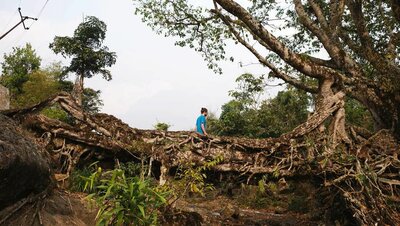 Die Meghalaya-Brücke in Indien: Brücken aus den verschlungenen Luftwurzeln des Gummibaums Ficus elastica sind mechanisch äußerst stabil.
