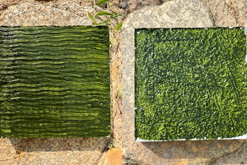 Algen-Proben auf zwei quadratischen Trägerflächen nebeneinander vor steinigem Hintergrund